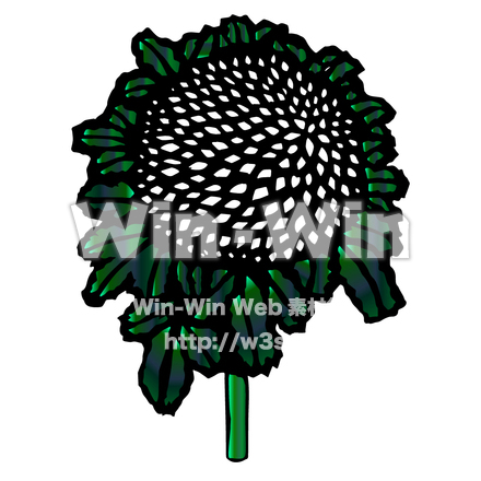 ピンポン菊のCG・イラスト素材 W-028928