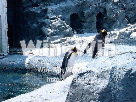 ペンギンの写真素材 W-028958