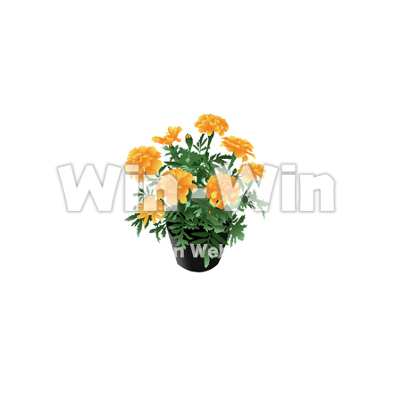 マリーゴールドの鉢植え（カラー版）のCG・イラスト素材 W-029494